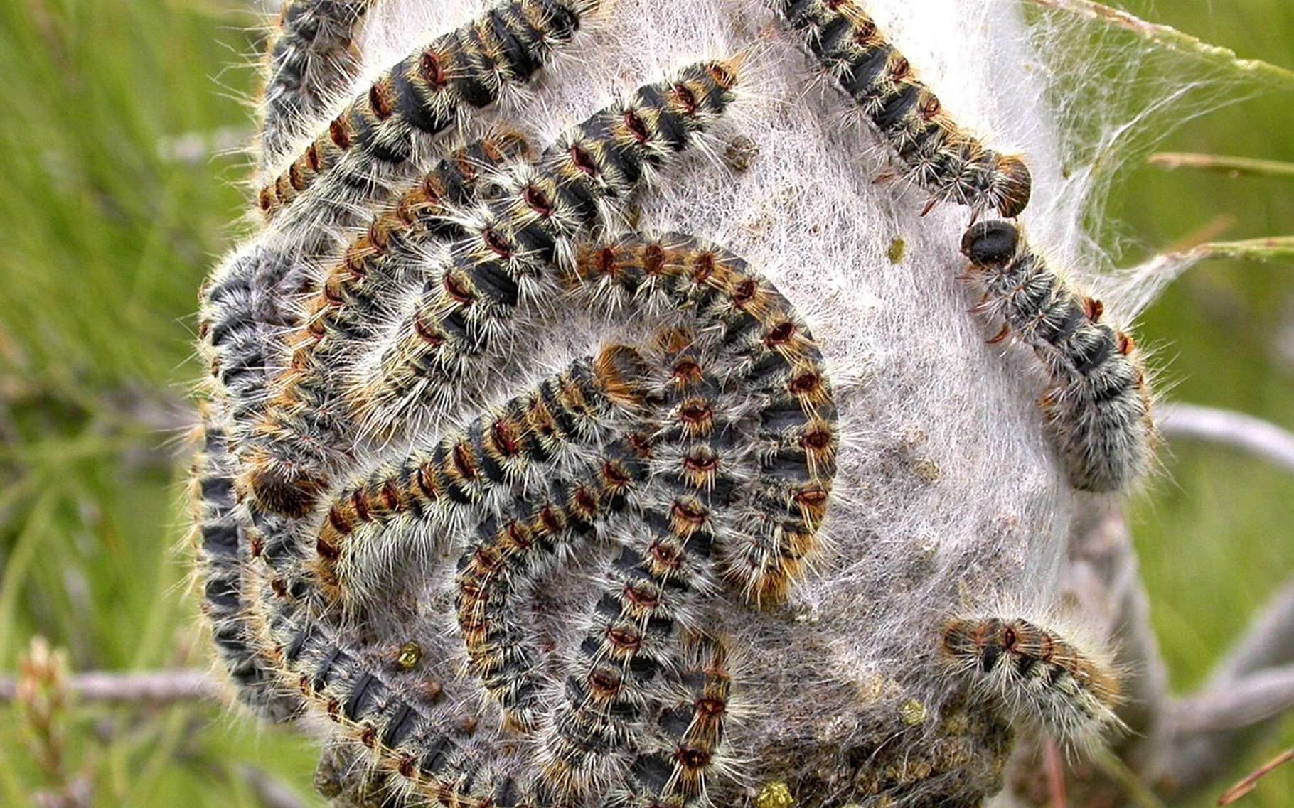Image for Campagne de lutte biologique contre la chenille processionnaire du PIN – 2025